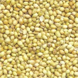 Manufacturers Exporters and Wholesale Suppliers of Whole Coriander Bhilwara Rajasthan